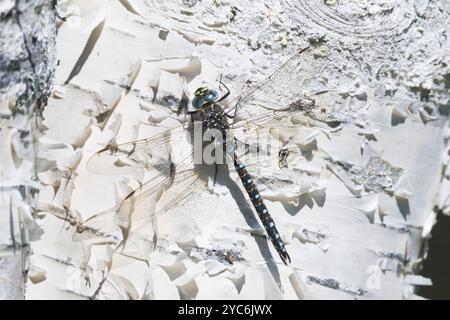 Torf-Mosaikjungfer, Männchen, Torfmosaikjungfer, Mosaikjungfer, Aeshna juncea, Aeschna juncea, Common Hawker, Sedge Darner, masculin, Edellibelle, Aeshnid Banque D'Images