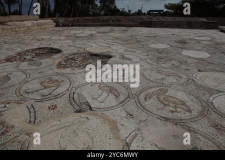 Mosaïque d'oiseaux, plancher de cour d'un palais byzantin de 600 AD, cent vingt médaillons avec des oiseaux comme des pélicans, des paons, des cigognes et des animaux Banque D'Images