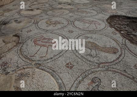 Mosaïque d'oiseaux, plancher de cour d'un palais byzantin de 600 AD, cent vingt médaillons avec des oiseaux comme des pélicans, des paons, des cigognes et des animaux Banque D'Images