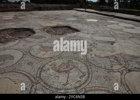 Mosaïque d'oiseaux, plancher de cour d'un palais byzantin de 600 AD, cent vingt médaillons avec des oiseaux comme des pélicans, des paons, des cigognes et des animaux Banque D'Images