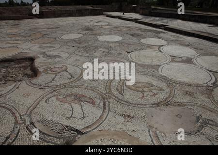 Mosaïque d'oiseaux, plancher de cour d'un palais byzantin de 600 AD, cent vingt médaillons avec des oiseaux comme des pélicans, des paons, des cigognes et des animaux Banque D'Images