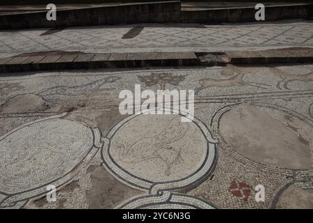 Mosaïque d'oiseaux, plancher de cour d'un palais byzantin de 600 AD, cent vingt médaillons avec des oiseaux comme des pélicans, des paons, des cigognes et des animaux Banque D'Images