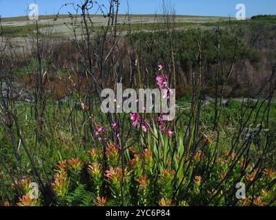 Bugle-Lily (Watsonia borbonica) Plantae Banque D'Images