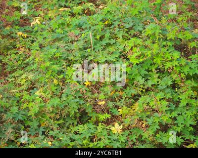 Houblon japonais (Humulus scandens) Plantae Banque D'Images