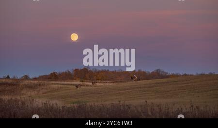 Avec la lune du chasseur au-dessus de lui, les cerfs de Virginie traversent un champ de foin du nord du Wisconsin. Banque D'Images