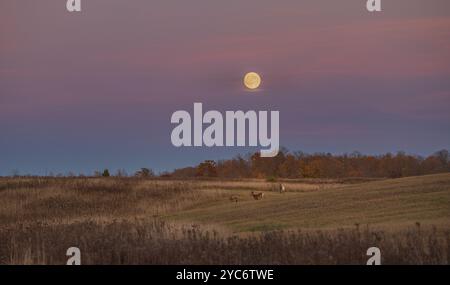 Avec la lune du chasseur au-dessus de lui, les cerfs de Virginie traversent un champ de foin du nord du Wisconsin. Banque D'Images