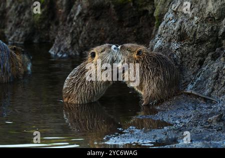 11 octobre 2024, Schleswig-Holstein, Lübeck : 11.10.2024, Luebeck. Deux petits et jeunes nutria (Myocastor coypus) jouent sur la rive d'un petit cours d'eau dans la réserve naturelle de Schellbruch à Luebeck, dans le bas Trave. Les animaux proviennent d'Amérique du Sud et sont considérés comme une espèce envahissante. Les rongeurs, qui ont été délibérément introduits et également relâchés dans la nature dans le passé à cause de leur fourrure, sont maintenant trouvés dans toute l'Allemagne et peuvent être chassés presque partout. La viande Nutria est considérée comme très savoureuse. Photo : Wolfram Steinberg/dpa photo : Wolfram Steinberg/dpa Banque D'Images