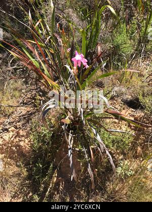 Bugle-Lily (Watsonia borbonica) Plantae Banque D'Images