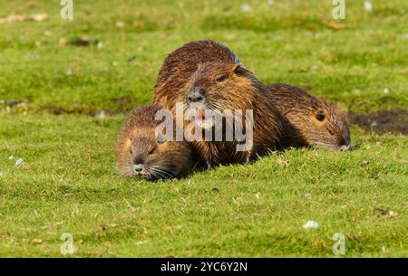 16 octobre 2024, Schleswig-Holstein, Lübeck : 16.10.2024, Luebeck. Un nourrisson adulte (Myocastor coypus) se trouve dans un pré avec deux jeunes dans la réserve naturelle de Schellbruch à Luebeck sur le Trave inférieur. En arrière-plan se trouvent les oies grises qui se reposent ici. Les animaux proviennent d'Amérique du Sud et sont considérés comme une espèce envahissante. Les rongeurs, qui ont été délibérément introduits et relâchés dans la nature dans le passé à cause de leur fourrure, sont maintenant trouvés dans toute l'Allemagne et peuvent être chassés presque partout. La viande Nutria est considérée comme très savoureuse. Photo : Wolfram Steinberg/dpa photo : Wolfram Steinbe Banque D'Images