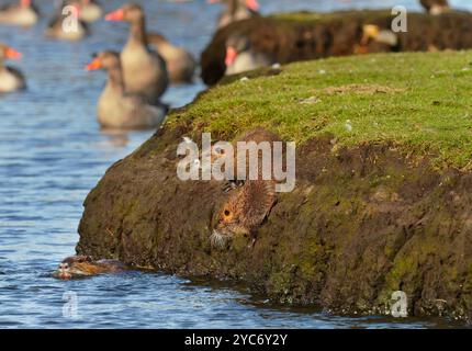 16 octobre 2024, Schleswig-Holstein, Lübeck : 16.10.2024, Luebeck. Un nourrisson adulte (Myocastor coypus, l) nage dans un petit ruisseau de la réserve naturelle de Schellbruch à Luebeck, dans le bas Trave. Deux jeunes animaux sautent d'une banque dans l'eau pour rejoindre l'animal parent. En arrière-plan, il y a des phoques gris qui reposent ici. Les animaux proviennent d'Amérique du Sud et sont considérés comme une espèce envahissante. Les rongeurs, qui ont été délibérément introduits et relâchés dans la nature dans le passé à cause de leur fourrure, sont maintenant trouvés dans toute l'Allemagne et peuvent être chassés presque partout. Nutria viande est co Banque D'Images