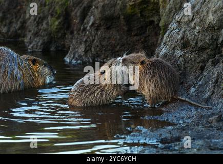 11 octobre 2024, Schleswig-Holstein, Lübeck : 11.10.2024, Luebeck. Deux petits et jeunes nutria (Myocastor coypus) jouent sur la rive d'un petit cours d'eau dans la réserve naturelle de Schellbruch à Luebeck, dans le bas Trave. Un animal parent peut être vu en arrière-plan. Les animaux proviennent d'Amérique du Sud et sont considérés comme une espèce envahissante. Les rongeurs, qui ont été délibérément introduits et également relâchés dans la nature dans le passé à cause de leur fourrure, sont maintenant trouvés dans toute l'Allemagne et peuvent être chassés presque partout. La viande Nutria est considérée comme très savoureuse. Photo : Wolfram Steinberg/dpa photo : WO Banque D'Images