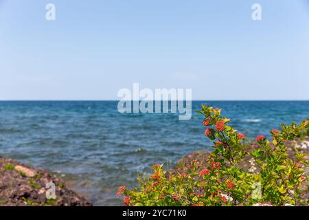 Fond de rivage avec mise au point sélective sur les fleurs sauvages au premier plan. Prise sur la rive rocheuse du lac supérieur dans la péninsule supérieure du Michigan. Banque D'Images