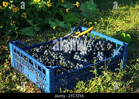 La boîte en plastique pleine de grappes de raisins bleus récoltés Banque D'Images