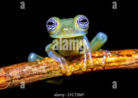 La grenouille en verre fantôme (Sachatamia ilex) est une espèce de grenouille de la famille des Centrolenidae. On le trouve dans l'est du Nicaragua, au Costa Rica, au Panama, dans l'ouest du Col Banque D'Images