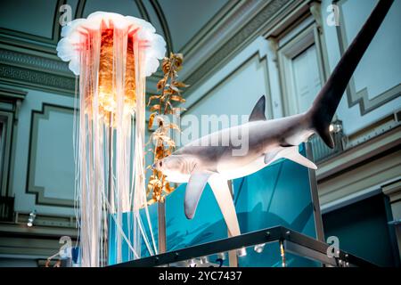 WASHINGTON DC, États-Unis — Un modèle grandeur nature d'un requin batteur à gros oeil (Alopias superciliosus) est suspendu dans le Sant Ocean Hall, démontrant la nageoire caudale allongée distinctive de cette espèce qui comprend la moitié de sa longueur. Cette installation spectaculaire met en valeur l'adaptation de chasse unique des requins renards, qui utilisent leur nageoire caudale étendue pour étourdir ou trouer des proies. Banque D'Images