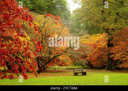 Érables japonais [Acer palmatum] en automne à l'arboretum de westonbirt au Royaume-Uni Banque D'Images