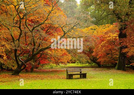 Érables japonais [Acer palmatum] en automne à l'arboretum de westonbirt au Royaume-Uni Banque D'Images