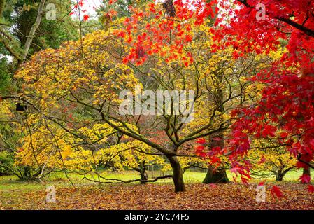 Érables japonais [Acer palmatum] en automne à l'arboretum de westonbirt au Royaume-Uni Banque D'Images