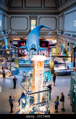 Musée national d'histoire naturelle Sant Ocean Hall Washington DC // WASHINGTON DC — le Sant Ocean Hall du Musée national d'histoire naturelle est la plus grande exposition marine des États-Unis. Cette salle de 23 000 pieds carrés présente une maquette grandeur nature d'une baleine noire de l'Atlantique Nord, un spécimen de calmar géant et des expositions immersives présentant les écosystèmes marins de la préhistoire à nos jours. L'exposition démontre le rôle essentiel de l'océan dans les processus biologiques et géologiques de la Terre. Banque D'Images