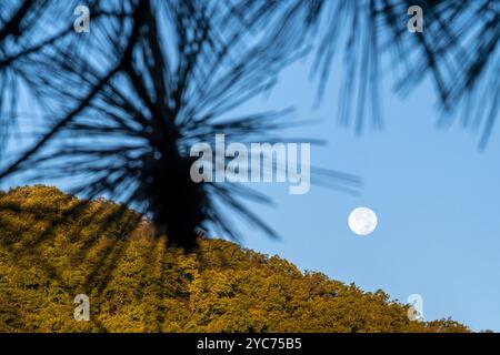 Un coucher de pleine lune sur une colline après le lever du soleil sur le lac Allatoona au Red Top Mountain State Park à Cartersville, Géorgie. (ÉTATS-UNIS) Banque D'Images