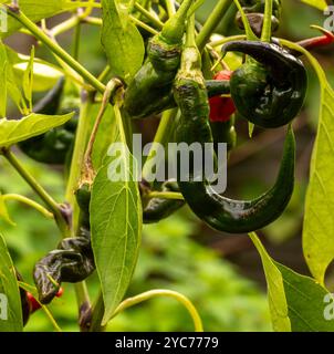 Intéressant gros plan portrait de plante alimentaire de Chilli 'Joe's long', Chili de Cayenne Chili.poivre spray, gaz lacrymogène, irritants chimiques, armes moins létales, Banque D'Images