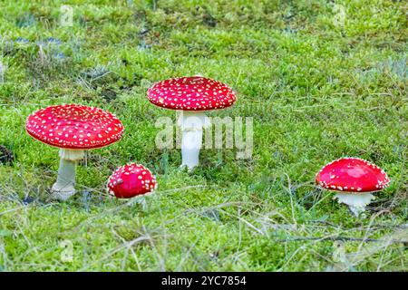 Gros plan du groupe de champignons agarics à la mouche frais de couleur rouge vif, Amanita muscaria, avec sous-bois de mousse étoilée Banque D'Images