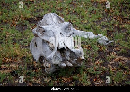 Un crâne d'hippopotamus amphibius dans l'herbe Banque D'Images