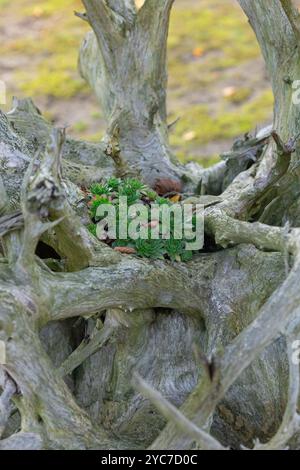 Succulentes vertes poussant au milieu d'un tronc d'arbre mort complexe lors d'une journée ensoleillée dans la nature. Concept de vie, résilience et beauté naturelle. Photo verticale Banque D'Images