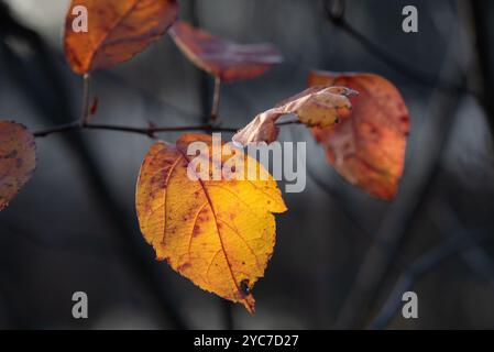 Gros plan sur les feuilles d'automne jaune et rouge vif Banque D'Images