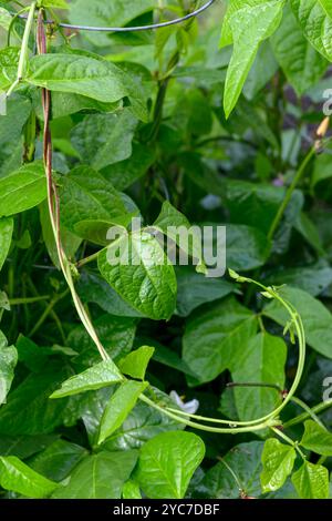 Plan vertical de nouvelles pousses sur une plante de haricots d'asperges. Banque D'Images