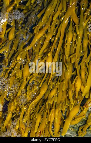 Crack noué (Ascophylum nodosum) également connu sous le nom de Crack d'oeuf Banque D'Images