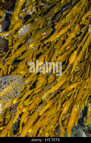 Crack noué (Ascophylum nodosum) également connu sous le nom de Crack d'oeuf Banque D'Images