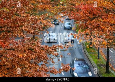 Automne, trafic routier, centre-ville, arbres aux couleurs automnales bordent une route à 4 voies, image symbolique, Bottroper Straße à Essen, NRW, Allemagne, Banque D'Images