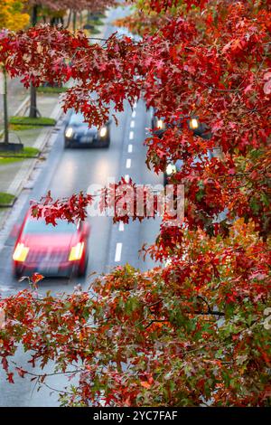 Automne, trafic routier, centre-ville, arbres aux couleurs automnales bordent une route à 4 voies, image symbolique, Bottroper Straße à Essen, NRW, Allemagne, Banque D'Images