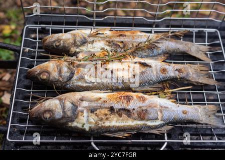 Trois poissons de bar épicés préparés sur grill. Banque D'Images