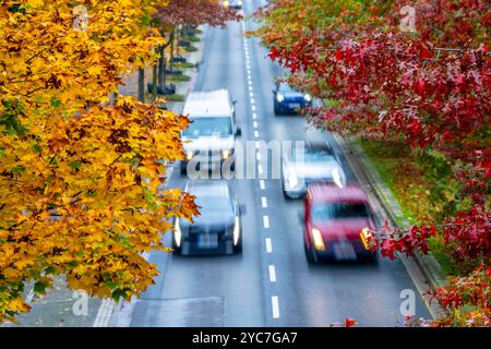 Herbst, Straßenverkehr, innerstädtisch, Bäume in herstlichen Farben säumen eine 4-spurige Straße, Symbolbild, Bottroper Straße in Essen, NRW, Deutschland, Straße herbstlich *** automne, circulation routière, centre-ville, arbres aux couleurs automnales ligne une route à 4 voies, image symbolique, Bottroper Straße in Essen, NRW, Allemagne, rue automnale Banque D'Images