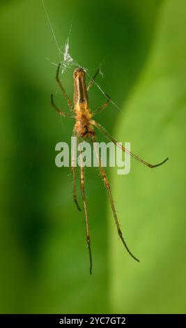 La face inférieure d'une araignée à toile orbitale à mâchoires longues commune, Tetragnatha extensa, suspendue à l'envers à partir d'une toile endommagée. Un gros plan bien ciblé, détaillé. Banque D'Images