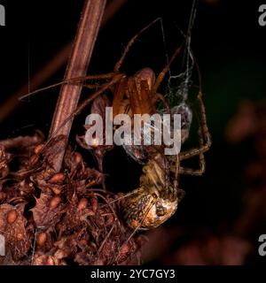 Une araignée blindée mâle eurasienne à longue mâchoire, Metellian segmentata, essayant de voler de la nourriture à un weaver de jardin. Il donnera la nourriture à son compagnon. Banque D'Images