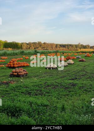 Piles de citrouilles de couleurs variées dans un champ d'herbe verte en automne Banque D'Images