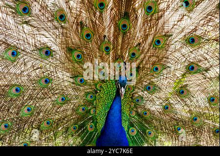 Un paon éclatant avec ses plumes colorées entièrement ventilées, présentant un affichage étonnant de vert vif, bleu, et des motifs ressemblant aux yeux, Banque D'Images