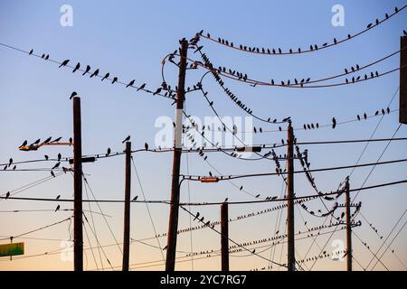 Oiseaux noirs traînant sur des lignes électriques créant des motifs intéressants Banque D'Images