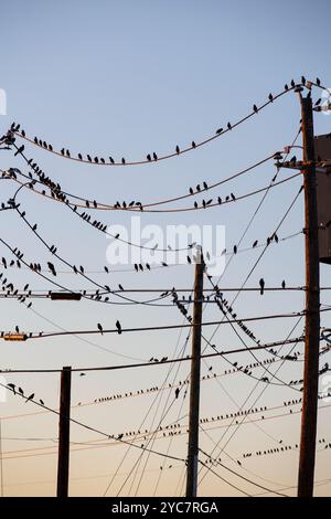 Oiseaux noirs traînant sur des lignes électriques créant des motifs intéressants Banque D'Images