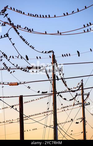 Oiseaux noirs traînant sur des lignes électriques créant des motifs intéressants Banque D'Images