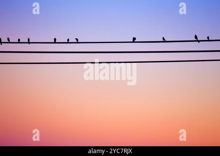 Oiseaux noirs traînant sur des lignes électriques créant des motifs intéressants Banque D'Images