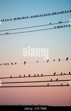 Oiseaux noirs traînant sur des lignes électriques créant des motifs intéressants Banque D'Images