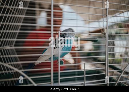 Perruche bleue assise dans une cage à oiseaux avec un fond flou Banque D'Images