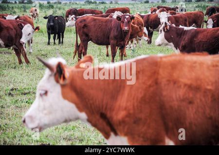 Un troupeau de bovins qui paissent paisiblement dans un pâturage verdoyant et luxuriant sous un ciel nuageux. Banque D'Images