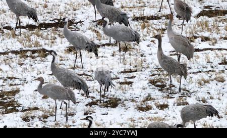 HAMI, CHINE - 20 OCTOBRE 2024 - les grues grises se nourrissent et jouent dans un champ de chaume après une forte neige à Barkol, province du Xinjiang, Chine, le 20 octobre 2024. Banque D'Images