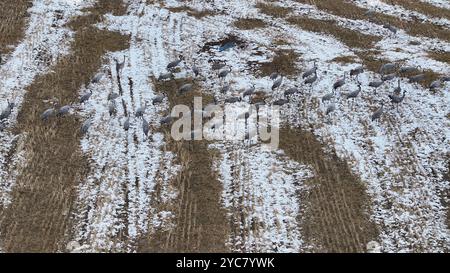 HAMI, CHINE - 20 OCTOBRE 2024 - les grues grises se nourrissent et jouent dans un champ de chaume après une forte neige à Barkol, province du Xinjiang, Chine, le 20 octobre 2024. Banque D'Images