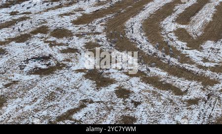 HAMI, CHINE - 20 OCTOBRE 2024 - les grues grises se nourrissent et jouent dans un champ de chaume après une forte neige à Barkol, province du Xinjiang, Chine, le 20 octobre 2024. Banque D'Images